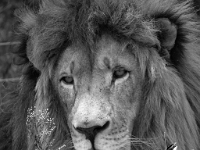 Lion & Safari Park